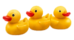 three ducks